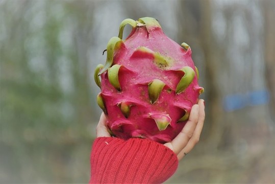火龍果