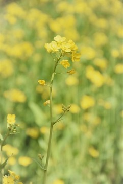 青菜花
