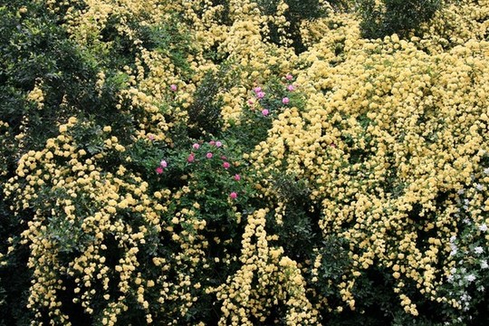 木香花