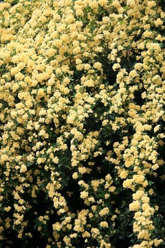 木香花