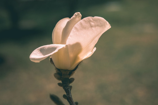 玉蘭花
