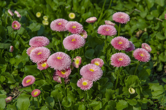 粉色雛菊
