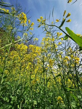 油菜花開