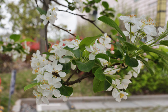 蘋果花