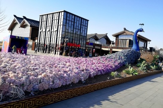 花壇花藝孔雀