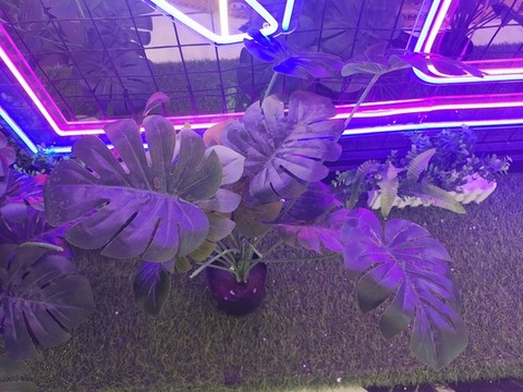 龜背竹盆景