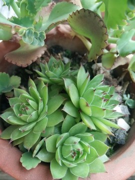 寶石花