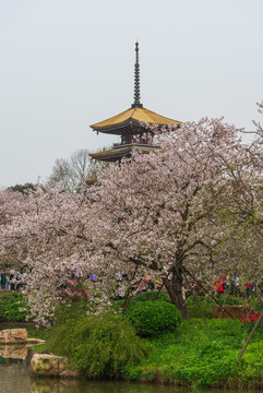 武漢東湖櫻園風景