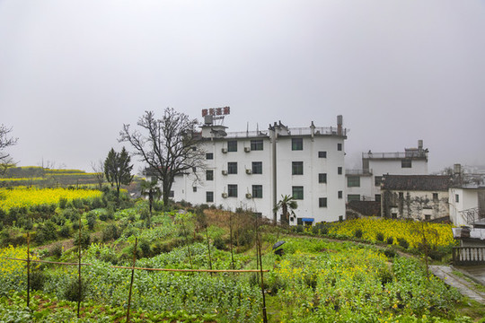 江嶺油菜花梯田