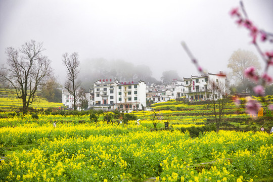 江嶺油菜花梯田