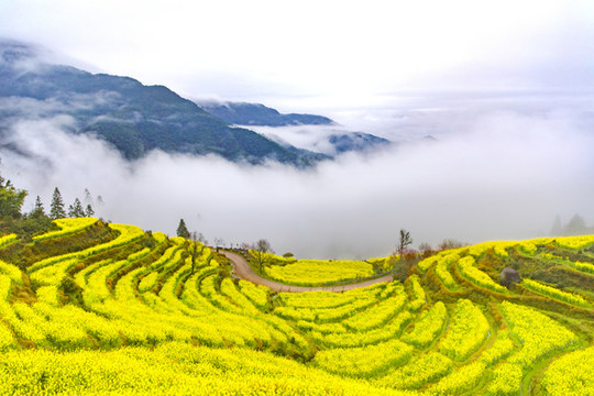 江嶺油菜花梯田