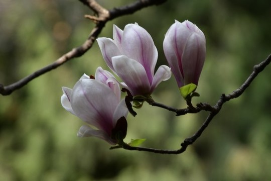 玉蘭花枝