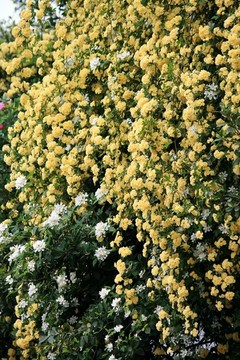 木香花