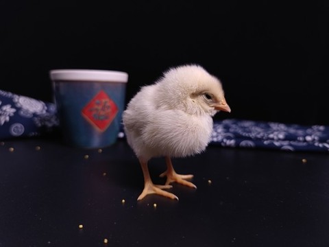 小雞