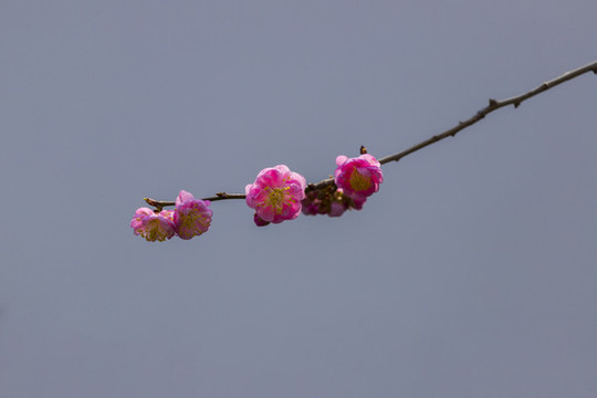 梅花