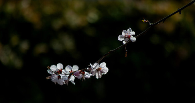 桃花
