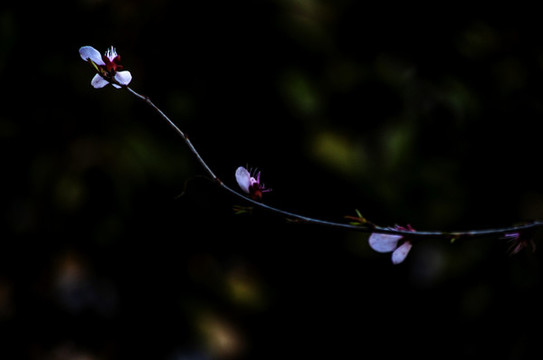 桃花