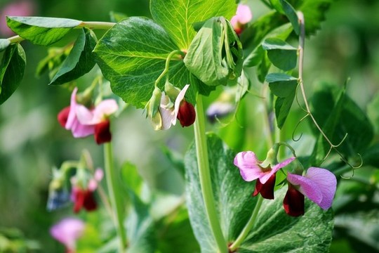 豌豆花