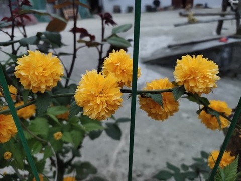 棣堂花