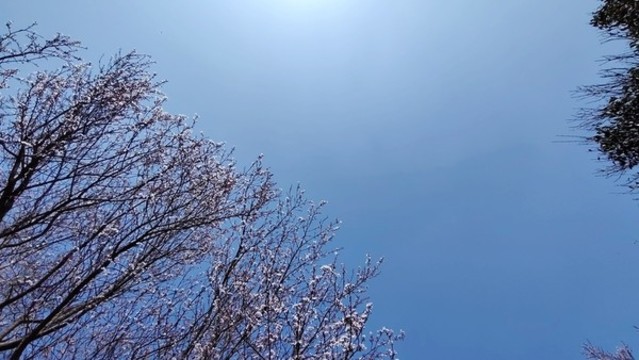 春天的樹枝