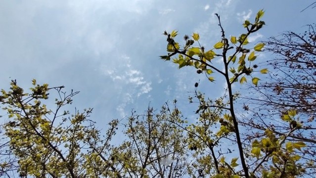 春天的花和葉子