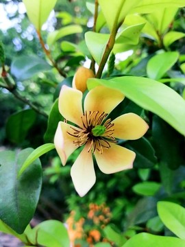 含笑梅
