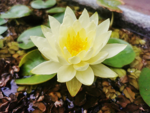 睡蓮