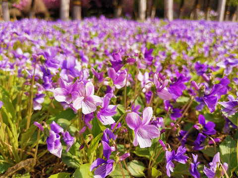 紫花