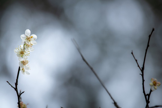 一枝白梅花