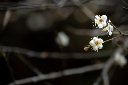 白梅花開(kāi)
