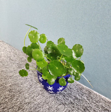 銅錢草
