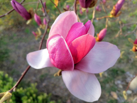 玉蘭花