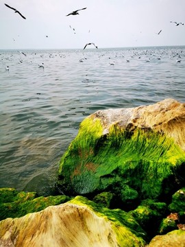 海岸邊的青苔石頭