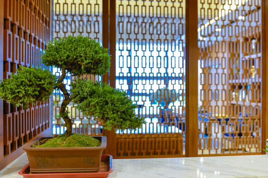 盆景