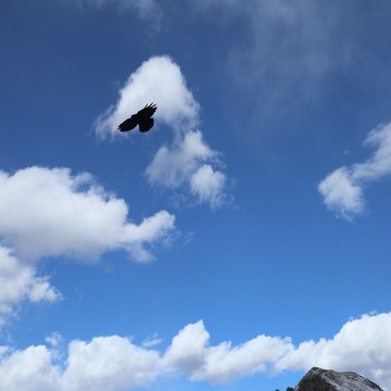 蒼鷹