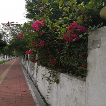 路邊的花