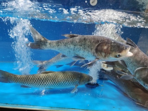 鯰魚(yú)