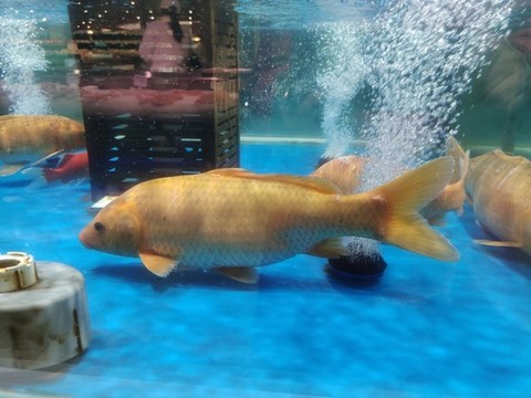 鯉魚