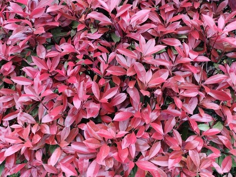 石楠紅葉