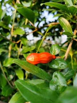 石榴開花
