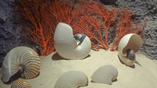 海洋貝殼