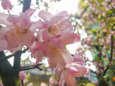 海棠花