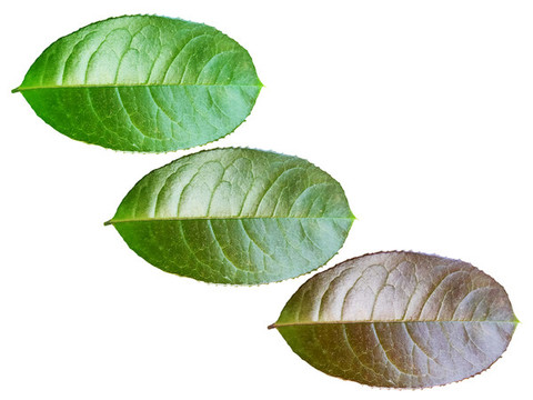 樹(shù)葉