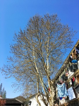 初春剛冒新芽的法國梧桐樹