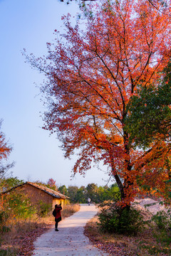 村道旁的紅楓樹