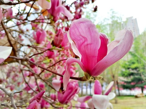 玉蘭花