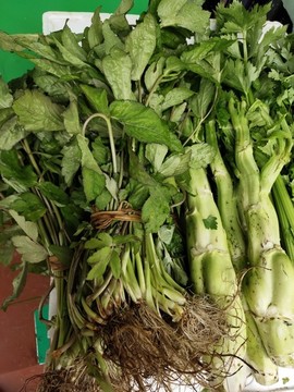 棒菜與鴨腳板