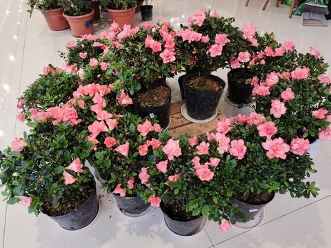 杜鵑花