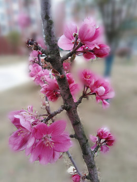 海棠花
