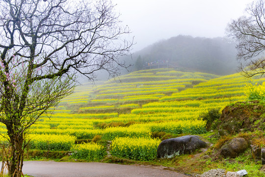 江嶺油菜花